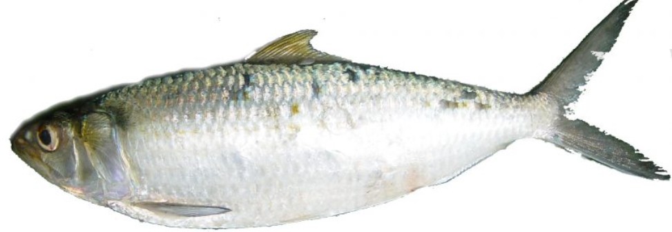 Round Sardinella